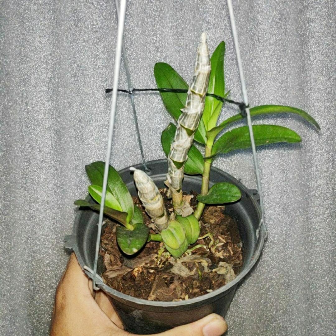 Di Linh Xuân - Chậu cây lớn 2, 3 thân rất đẹp Xuất lô Di Linh Xuân, đang xuống lá chờ nụ hoặc kie, Mầm gốc năm 3 đang phi mạnh, chậu nhiều thân, chậu to tương lai.