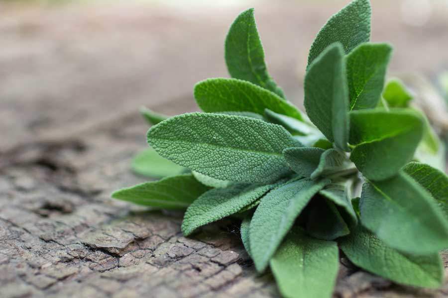 Gói 20 hạt giống xô thơm sage