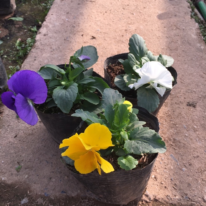Hoa pansy trồng sẵn đã sẵn hoa và nụ
