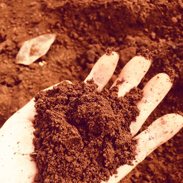 mụn dừa  trồng cây cảnh 5 dm3