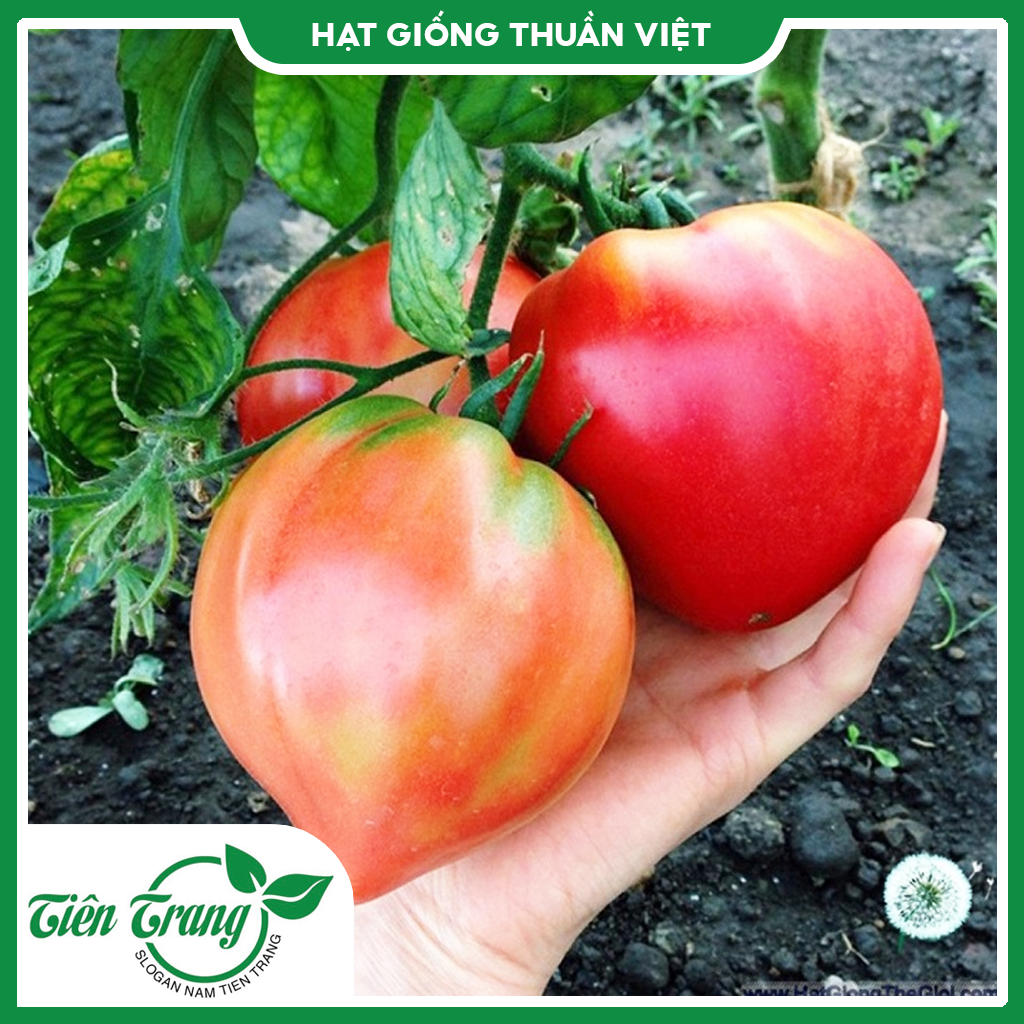 Hạt giống cà chua trái tim đỏ tn