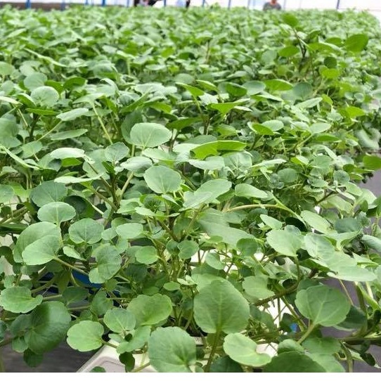 [Seeds] Hạt giống Xà lách Xoong Mỹ, đóng gói 0.5gr