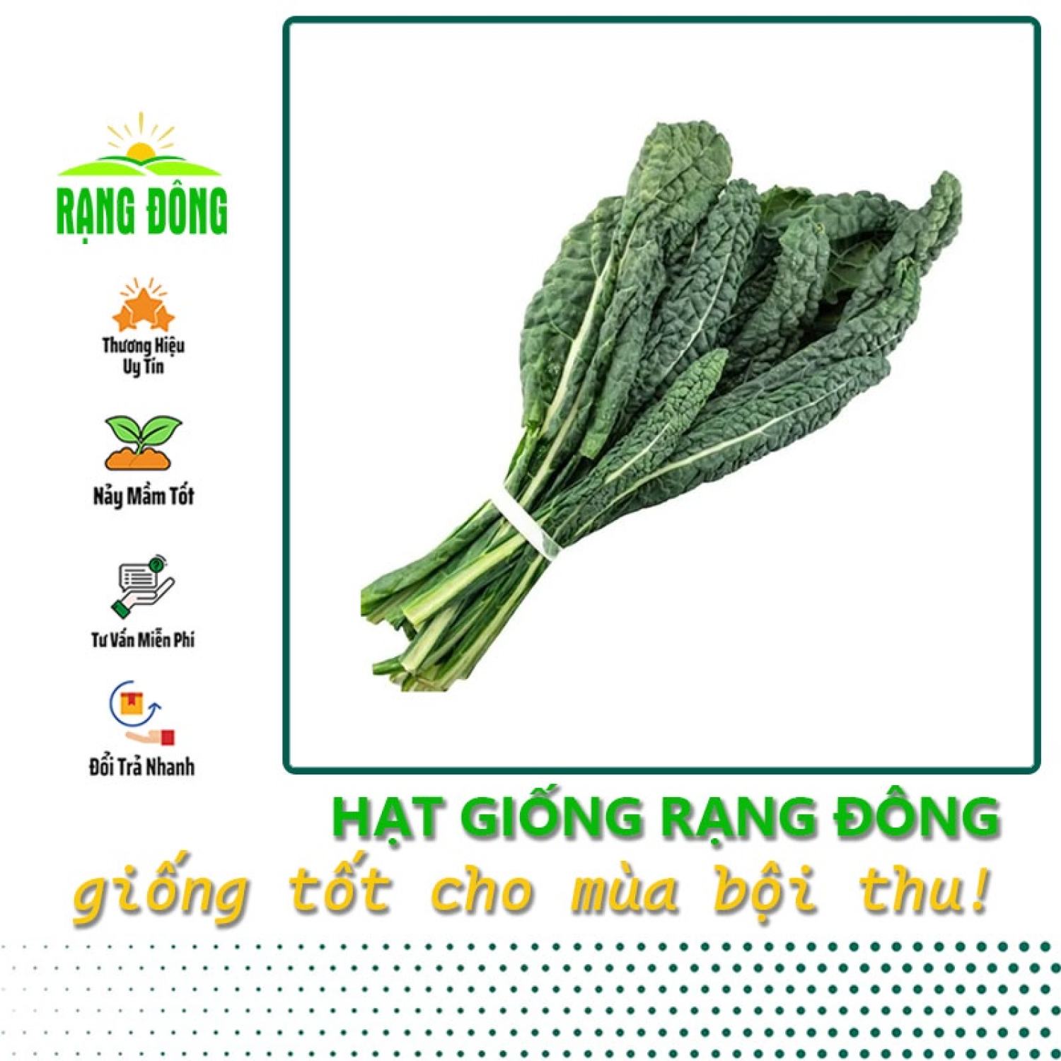 Hạt giống Cải kale khủng long - Hạt giống cải xoăn kale khổng lồ trồng quanh năm - Hạt giống Rạng Đông