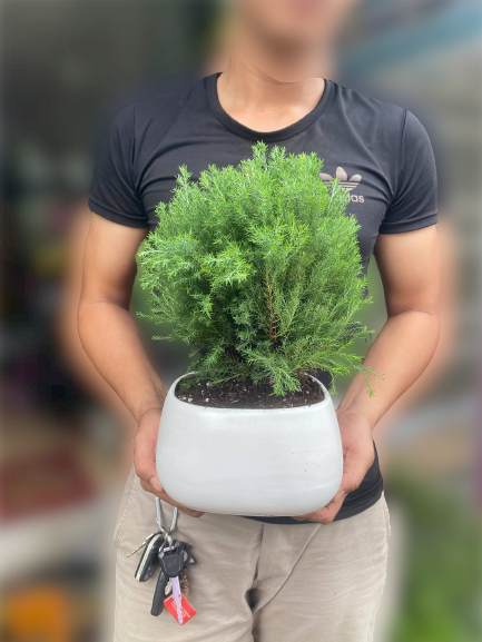 Tùng bồng lai - hàng nhập tặng chậu để bàn