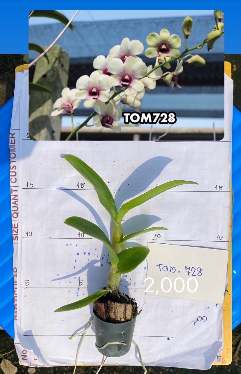 Cây giống đồng tiền vàng cao 7-12cm