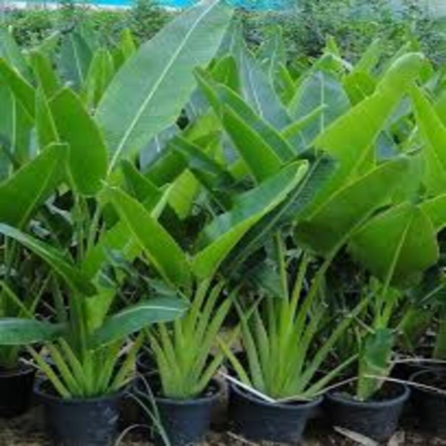 Hoa Giấy Cẩm Thạch Hoa Đỏ Đẹp