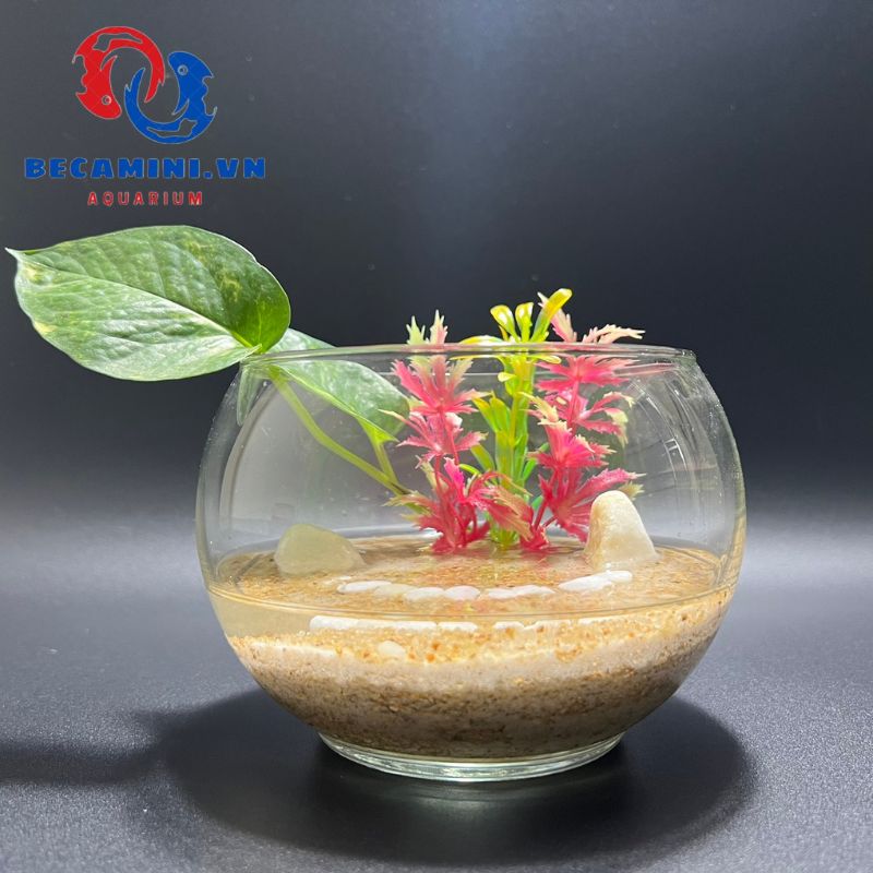Bể cá mini để bàn tròn - Tặng phụ kiện