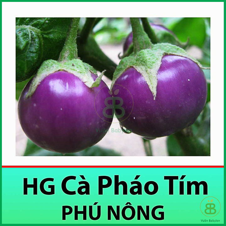 Hạt giống cà pháo tím sai trái, siêu giòn 0,5gr