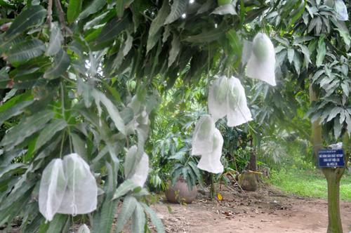 TÚI BỌC TRÁI CÂY BƠ, ỔI, XOÀI, NA 200TÚI CÓ DÂY RÚT 16x20CM ĐƯỜNG MAY CHẮC CHẮN