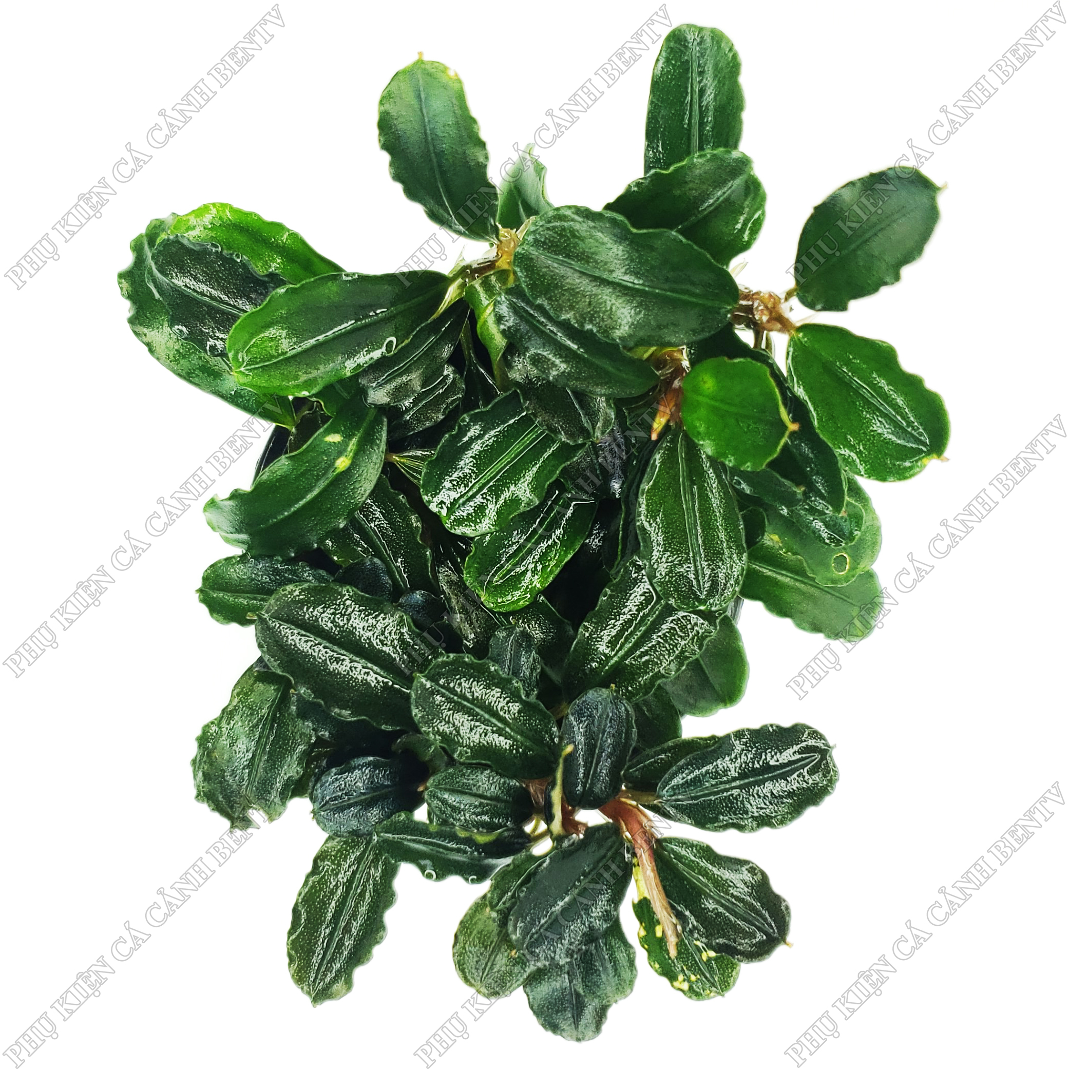 Cây bucep - cây thuỷ sinh đẹp