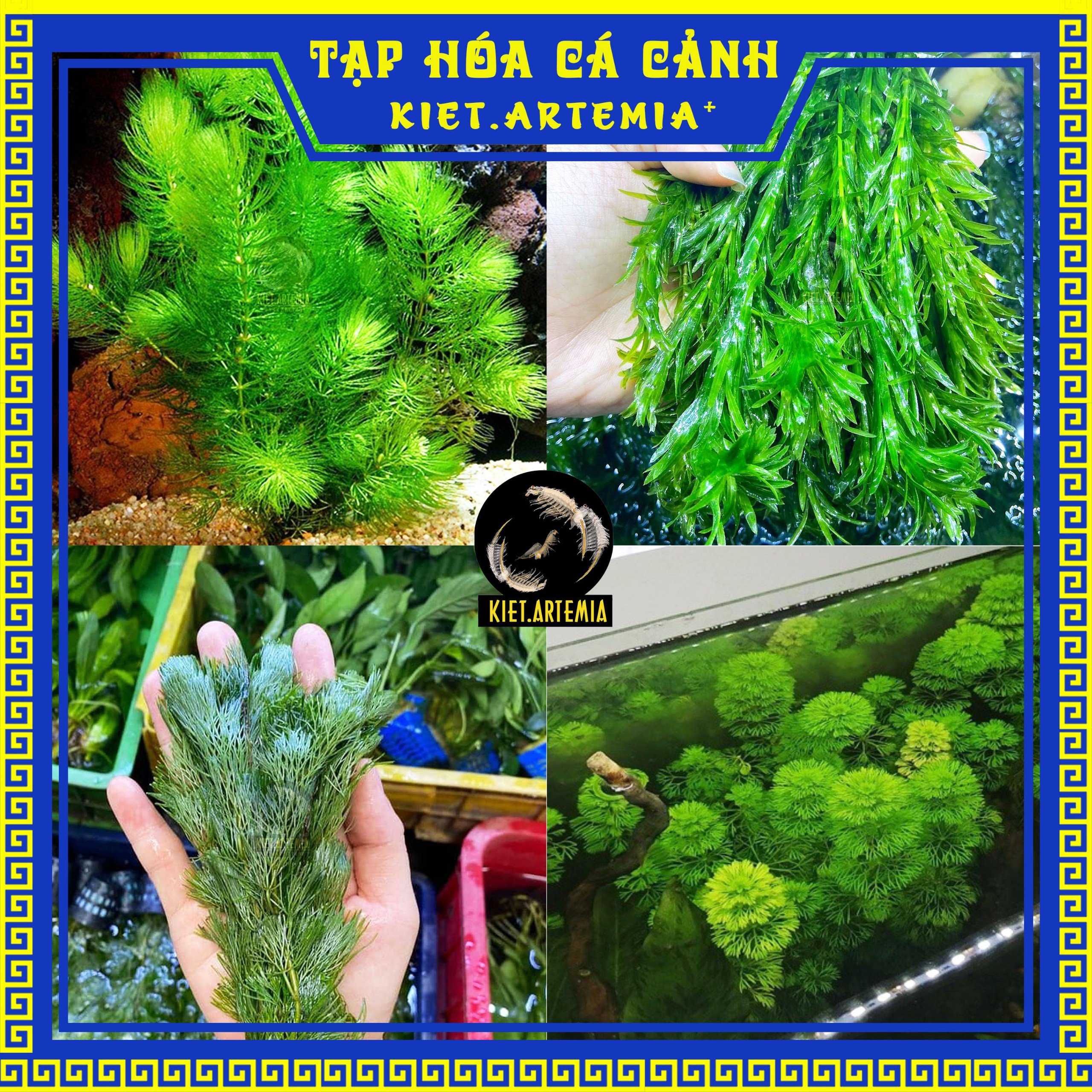 Nhánh rong thủy sinh bể cá, cây thủy sinh , bèo nhật, bèo rễ đỏ, bèo tai chuột, trang trí bể cá