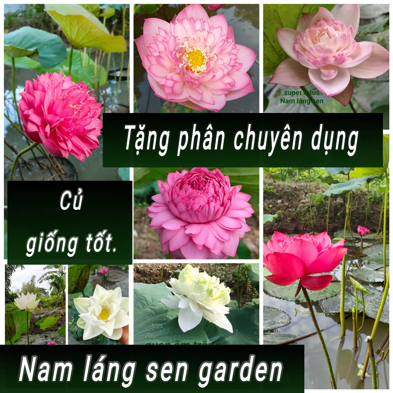 Củ sen giống, hạt sen mini thái ,sen nhật các loại chuẩn giống ,có tặng kèm phân.