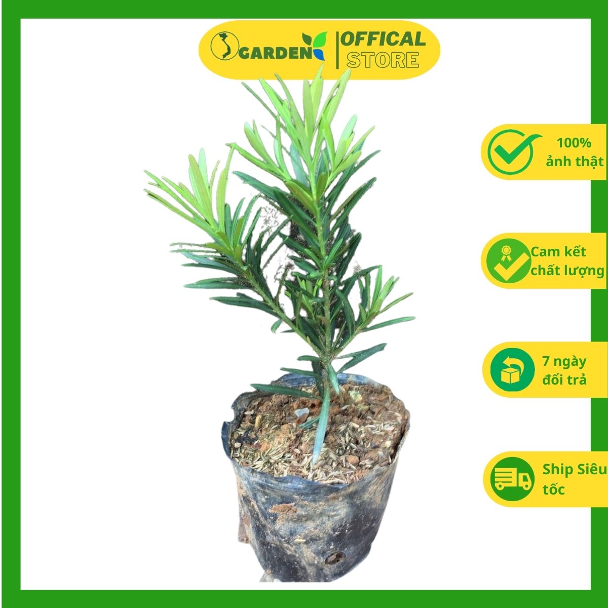 Cây tùng la hán giống cây như hình cao khoảng 15 cm, conbo 3 cây