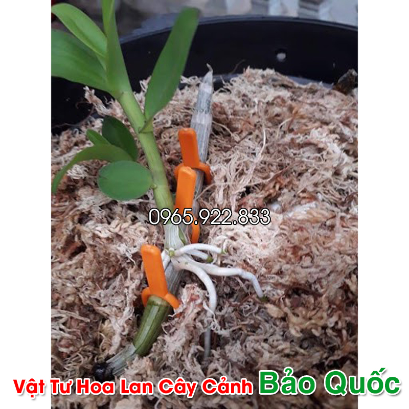 Ghim cố định Kie cho Hoa Lan