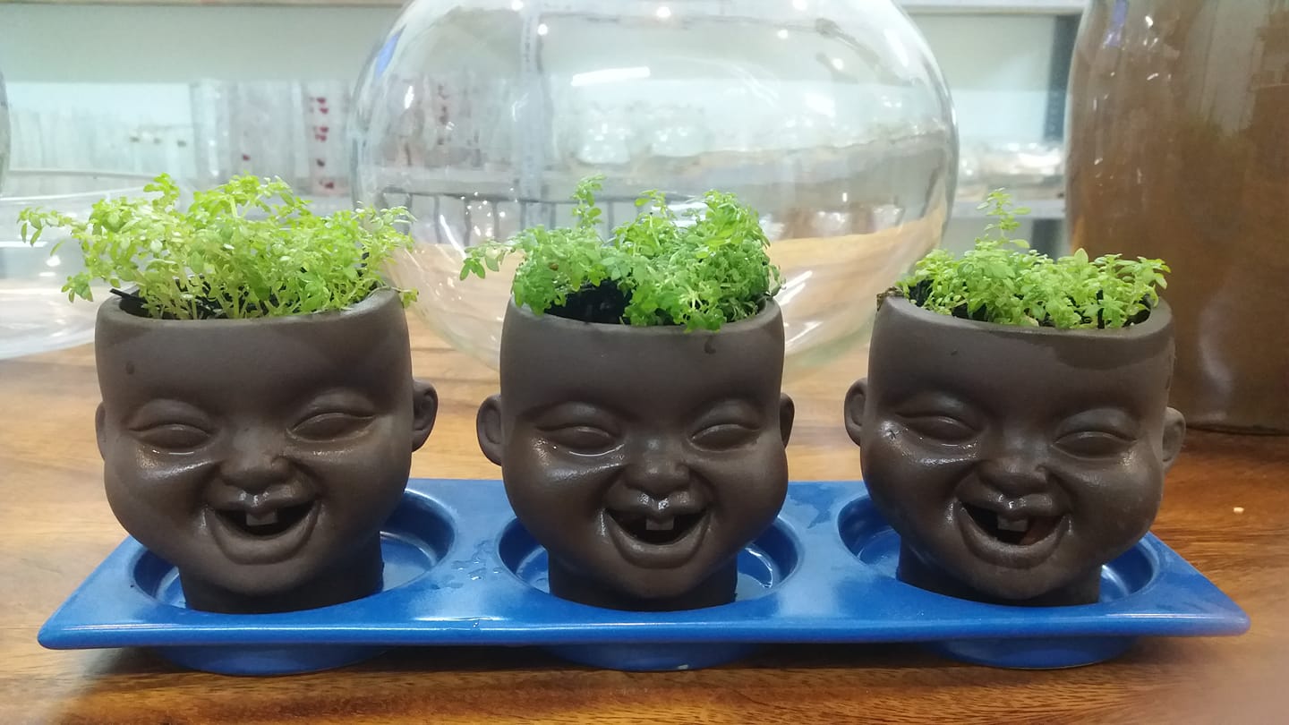Chậu đất nung tí sún