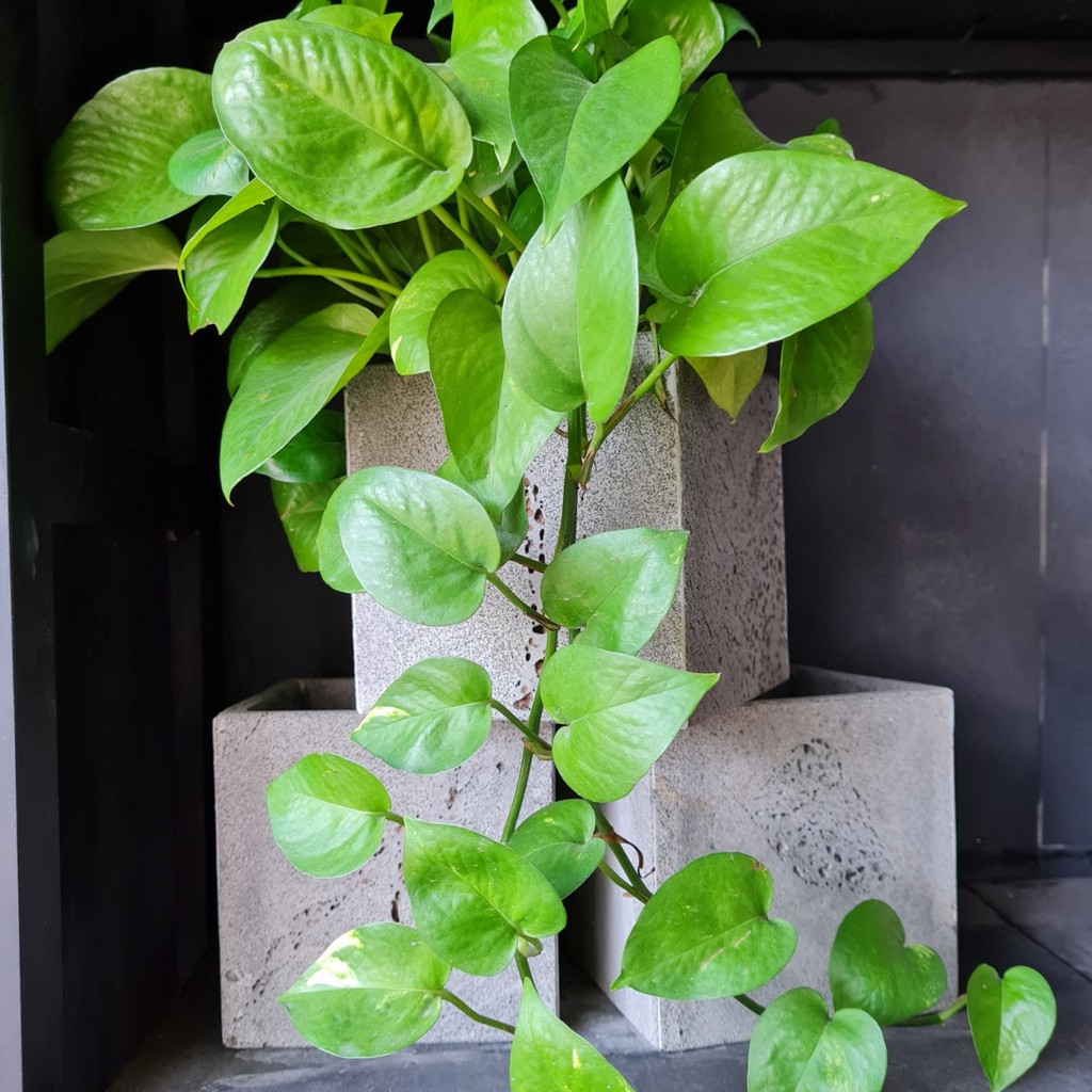 Chậu trồng cây ban công hình vuông V15 bằng đá núi lửa chậu treo ban công trồng cây