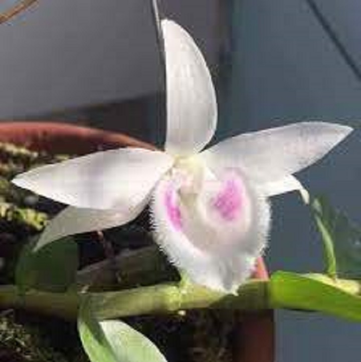 Hoa lan phi điệp - 5ct củ chi ( cây cao 17cm,cắt khúc cây mẹ)