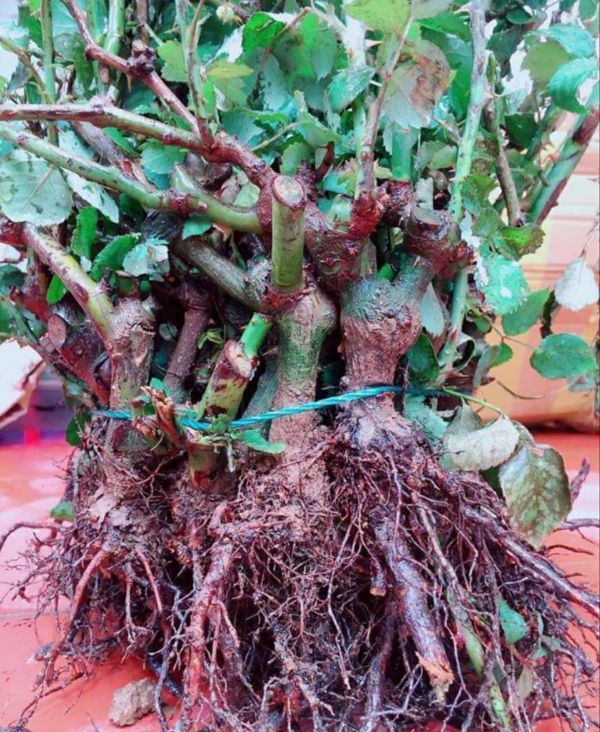 Gốc Hồng Ngoại Rễ Trần