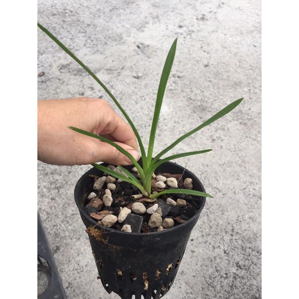 Cây giống lan kiếm xanh Huế gieo hạt