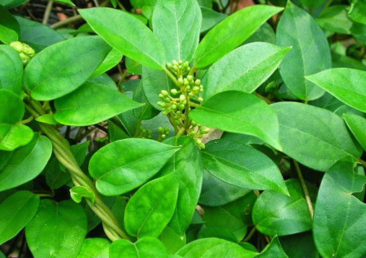 Dây thìa canh tươi hải hậu