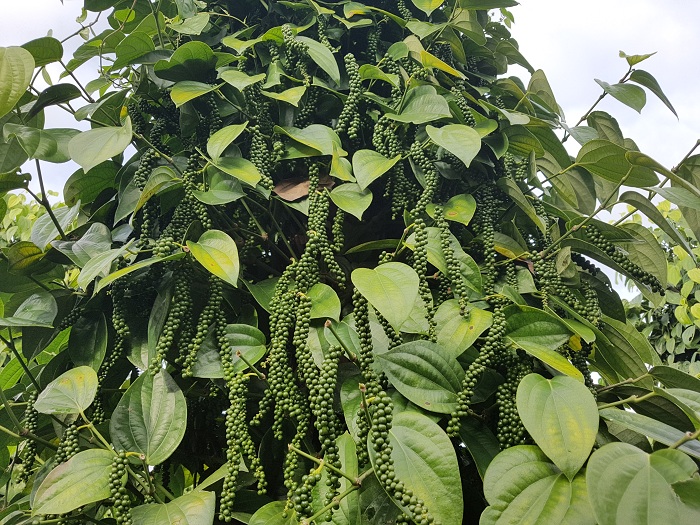 Giống tiêu Srilanka giống hồ tiêu năng suất cao nhất