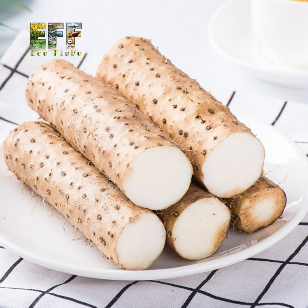 1 Thùng 4Kg Củ Mài Hòa Bình Eco FloFo Đạt Chuẩn VietGAP (Chỉ Bán Hàng Loại A+ Được Tuyển Chọn Để Xuất Khẩu)