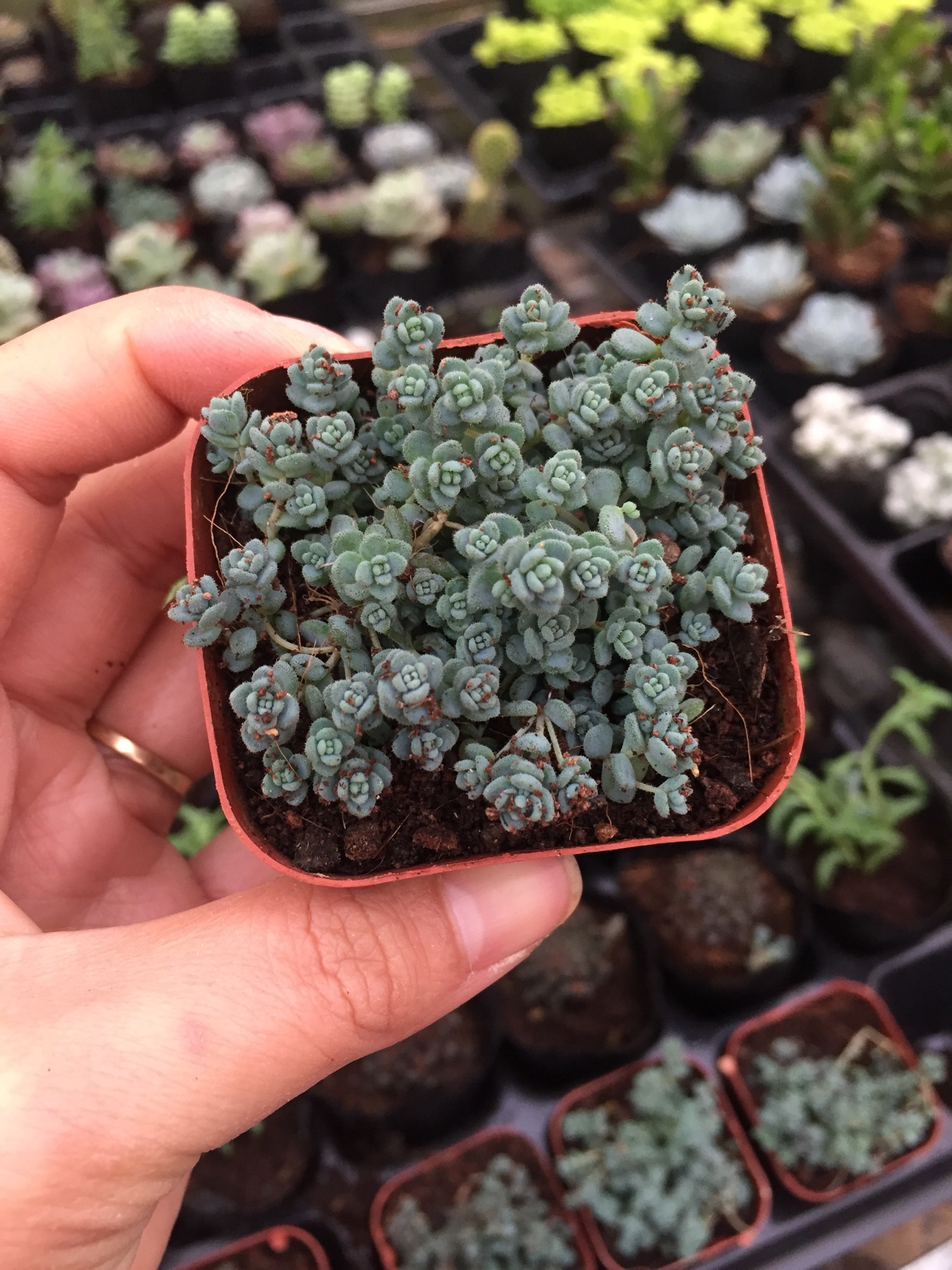 Sen Đá Sedum Hoa Hồng Xanh size bầu