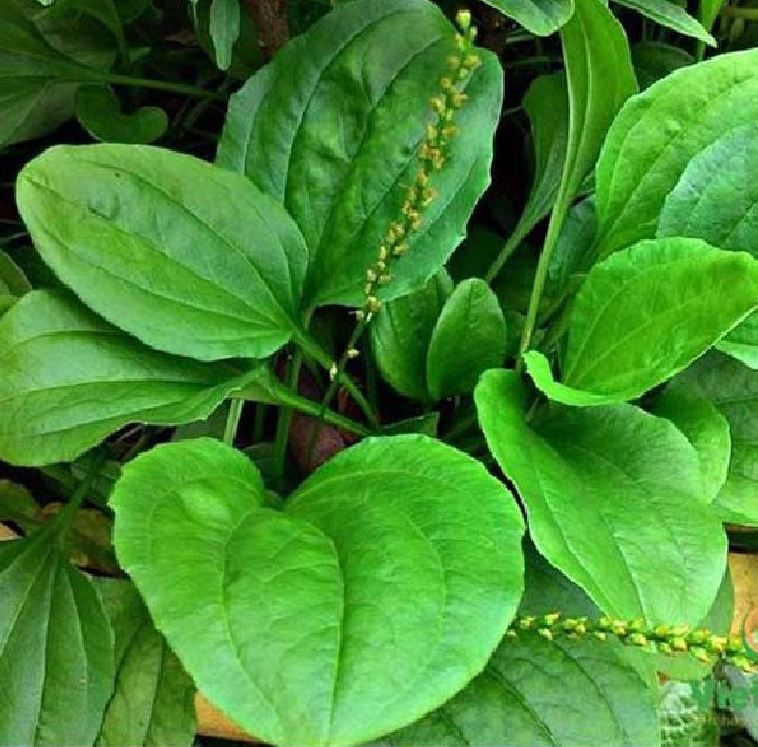 Hạt giống cây bông mã đề/Xa tiền tử - 1 gói 2 gram(3500 hạt)