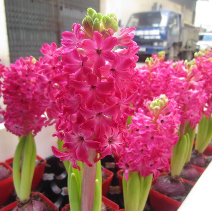 Combo 3 củ tiên ông hoa màu hồng đậm - Dạ Lan Hương