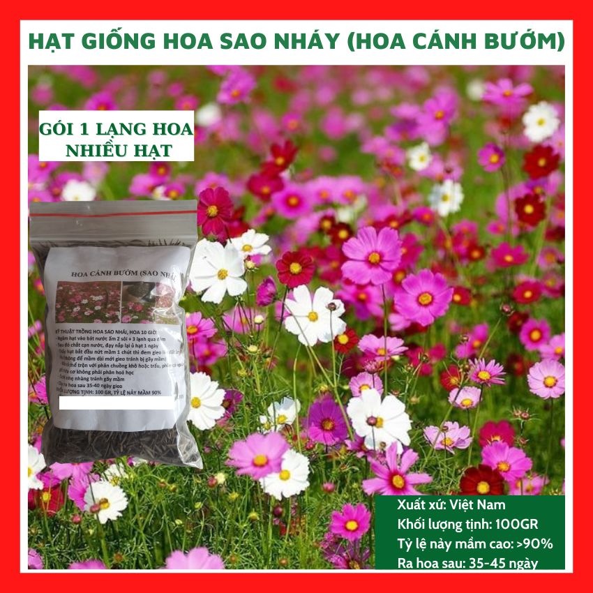 Hạt giống hoa sao nhái - cánh bướm GÓI 1 LẠNG mix màu nhiều hạt 10.000 hạt(đỏ, hồng, trắng) đẹp tỷ lệ nảy mầm cao dễ trồng HSN001