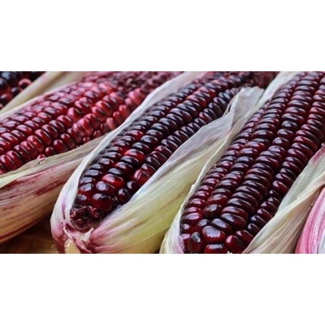 Hạt giống Ngô/Bắp Nếp Tím thái lan