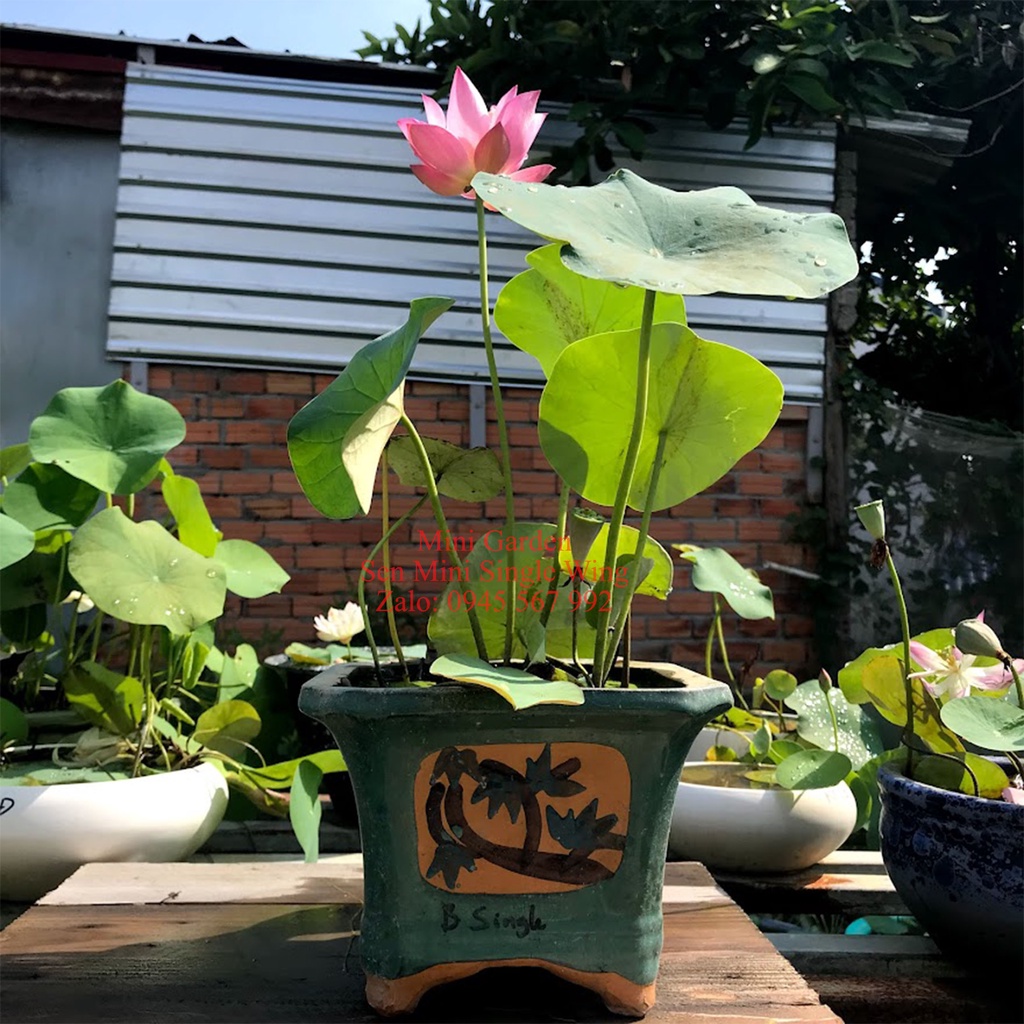 Củ sen< ngó sen<<< củ giống hoa sen mini nhật single wing