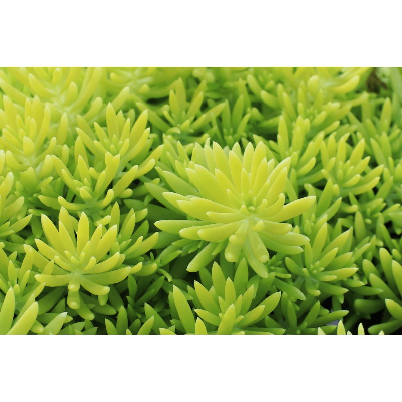 Cây mười giờ Úc, cây rau sam hoa lớn, Portulaca grandiflora, Portulacaceae