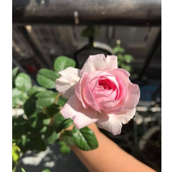 Hoa hồng Mon Coeur