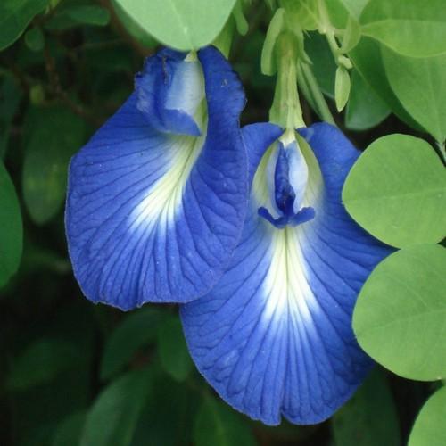 Hạt giống bông biếc butterfly pea