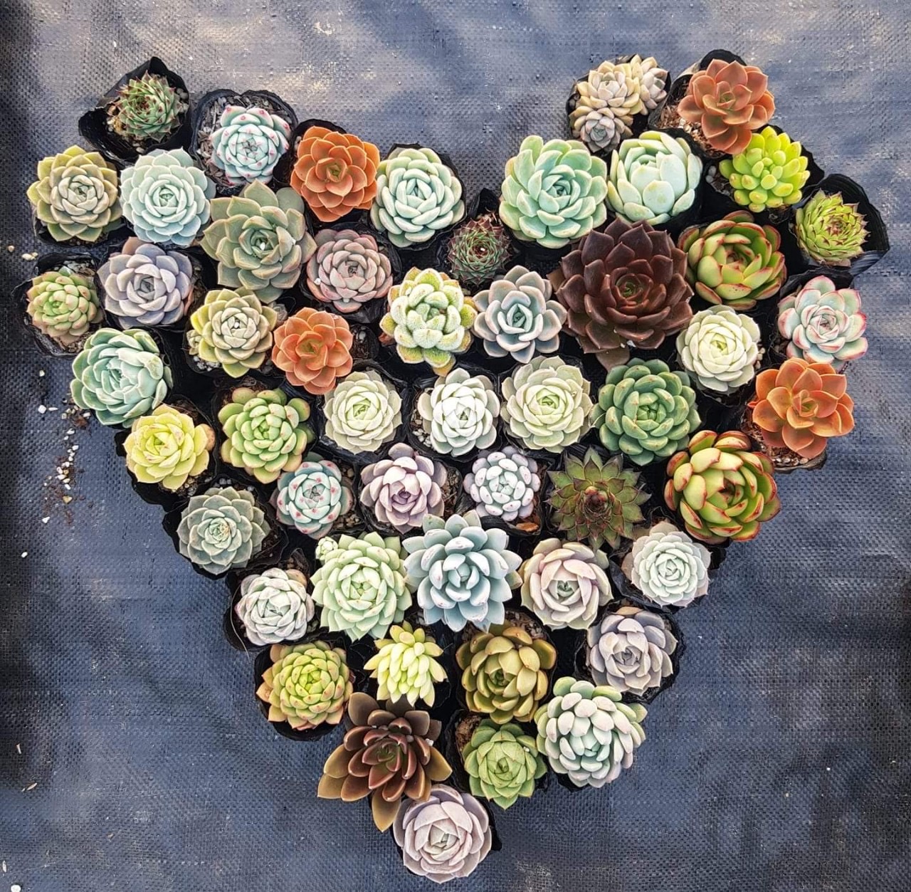 (MUA 10 TẶNG 1) COMBO 10 CÂY SEN ĐÁ 4-6cm ĐẸP, TO, KHOẺ DỄ TRỒNG