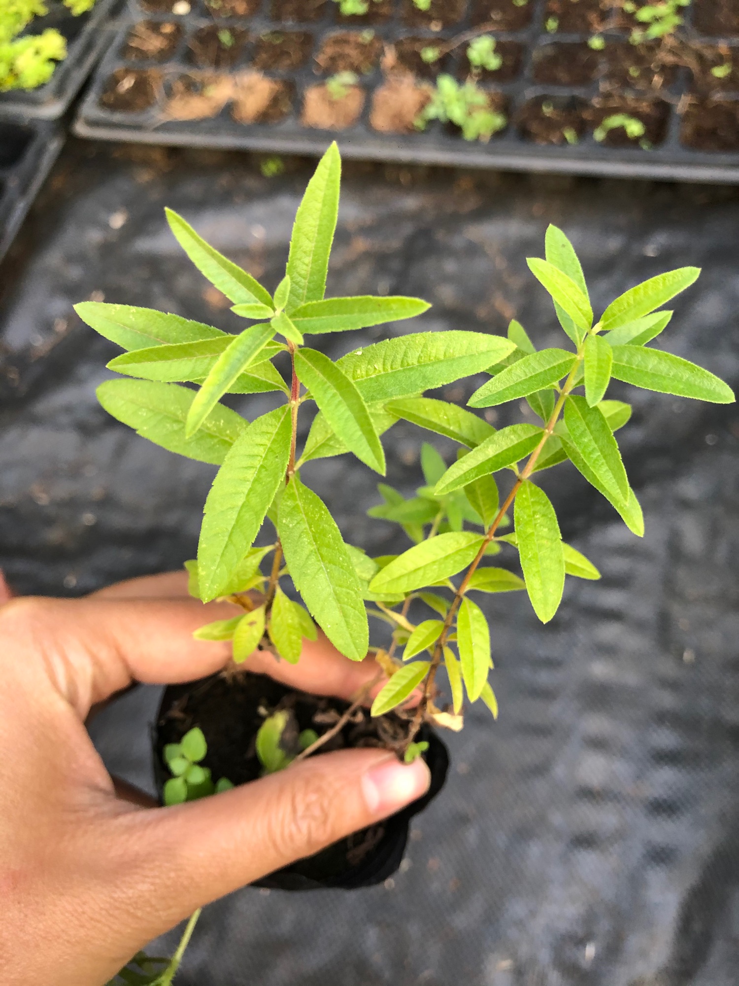 Bạc hà chanh sả Pháp (cây giống)