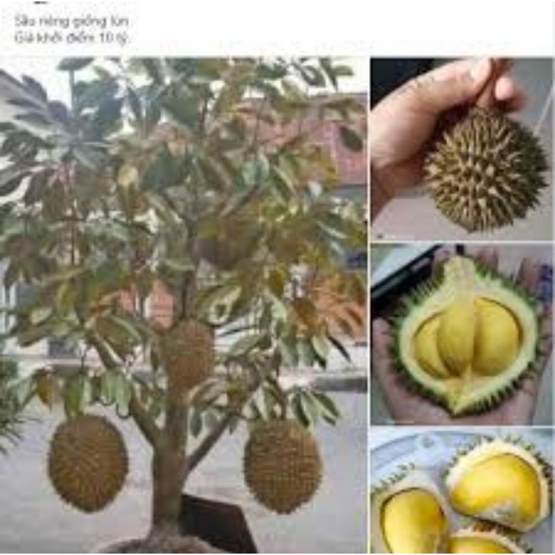 Cây giống sầu riêng lùn siêu sớm