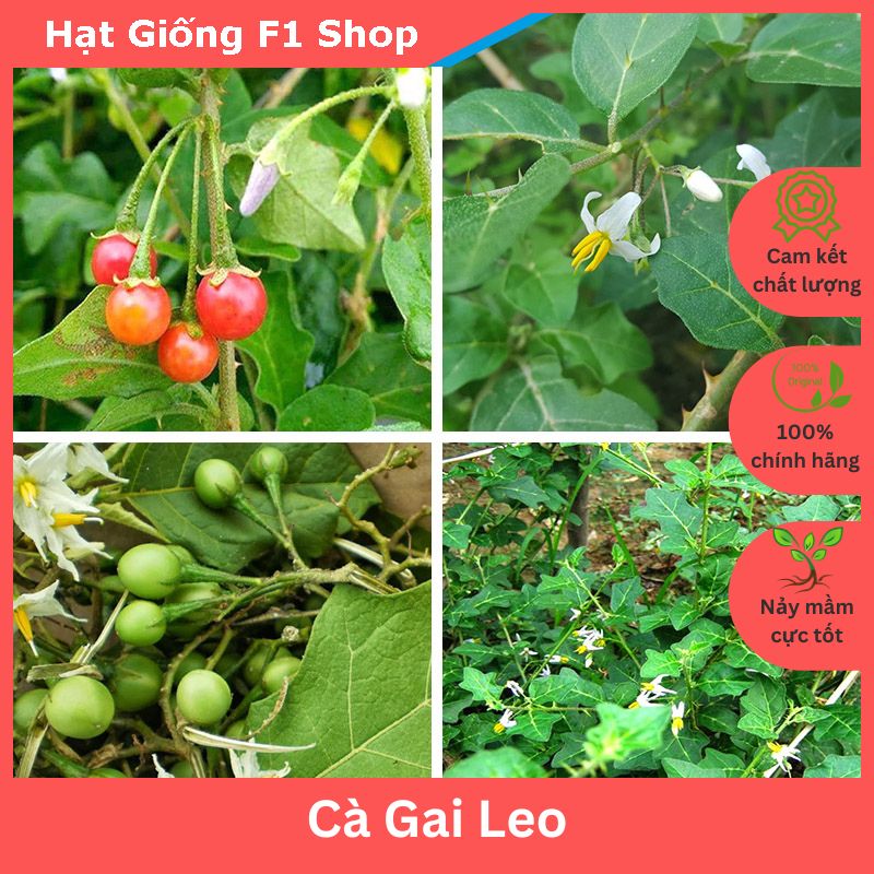 Hạt giống cà gai leo dược liệu