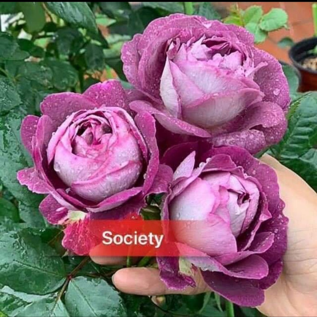 Cành Chiết Hồng Ngoại Society (Cành Chiết Hoa Hồng)