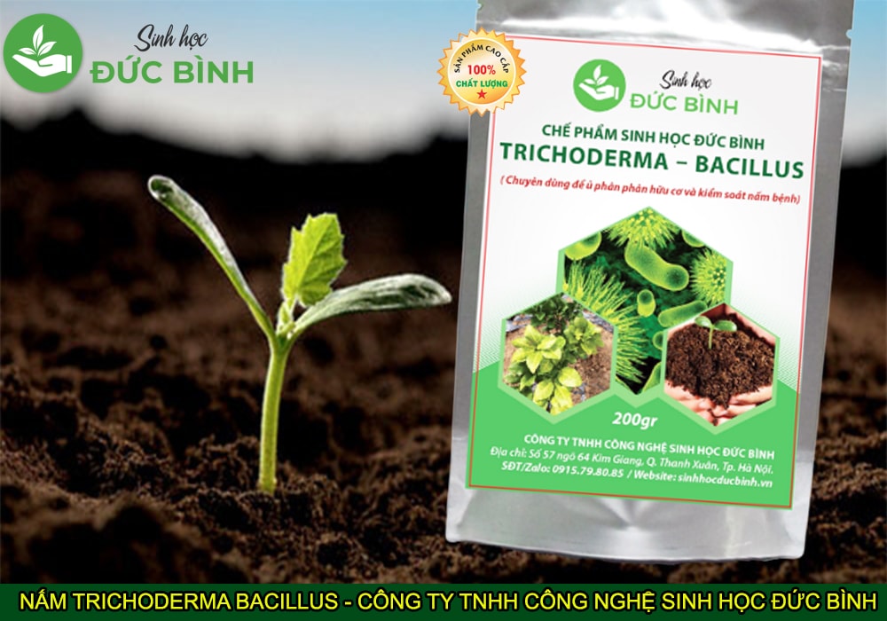 CHẾ PHẨM NẤM TRICHODERMA BACILLUS Ủ PHÂN CHUỒNG, PHÂN CÁ, PHÂN ĐẬU TƯƠNG, BÁNH DẦU, DỊCH CHUỐI, KHÁNG NẤM BỆNH