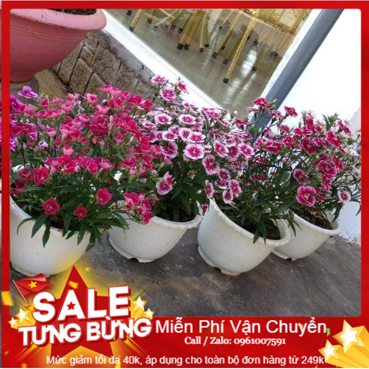 Hạt giống hoa cẩm chướng đơn mix - 50 hạt