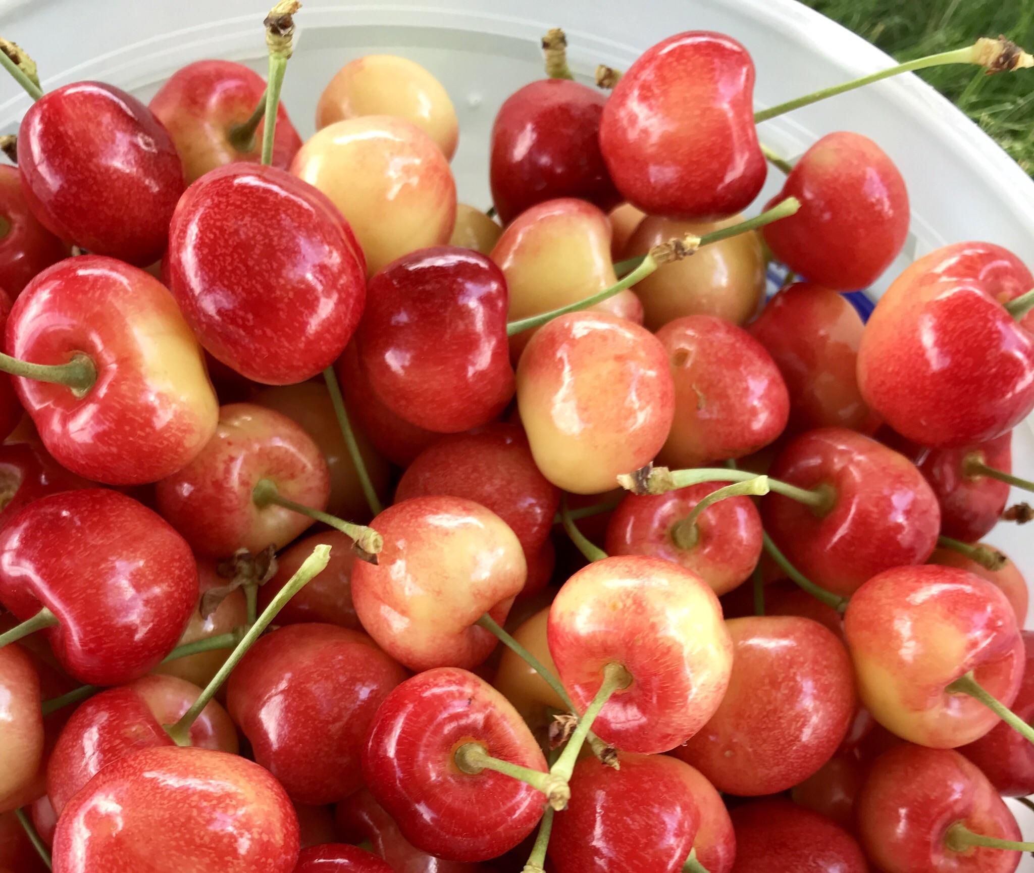 [Hà Nội] Cherry vàng Elegant size 9 pack 4kg - Hàng nhập khẩu Mỹ , trái tươi mọng nước - Giao siêu tốc Hà Nội