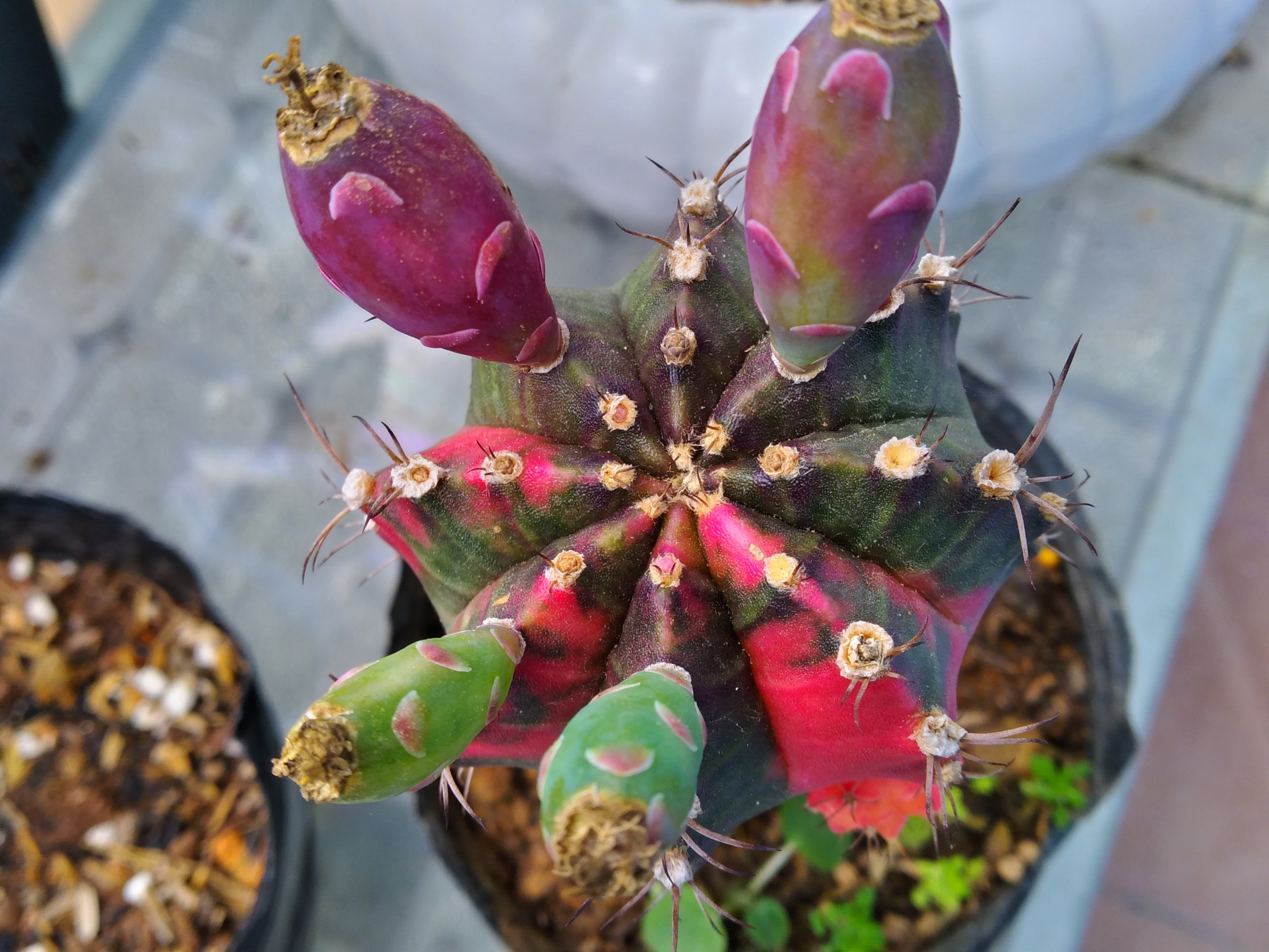 Bán hạt xương rồng pink như hình giá 150k=300 hạt