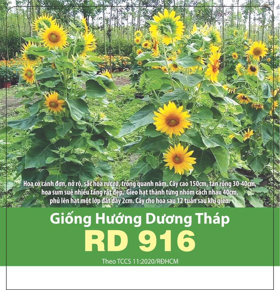 Hạt Giống Hoa Hướng Dương Tháp Siêu Bông 1gr
