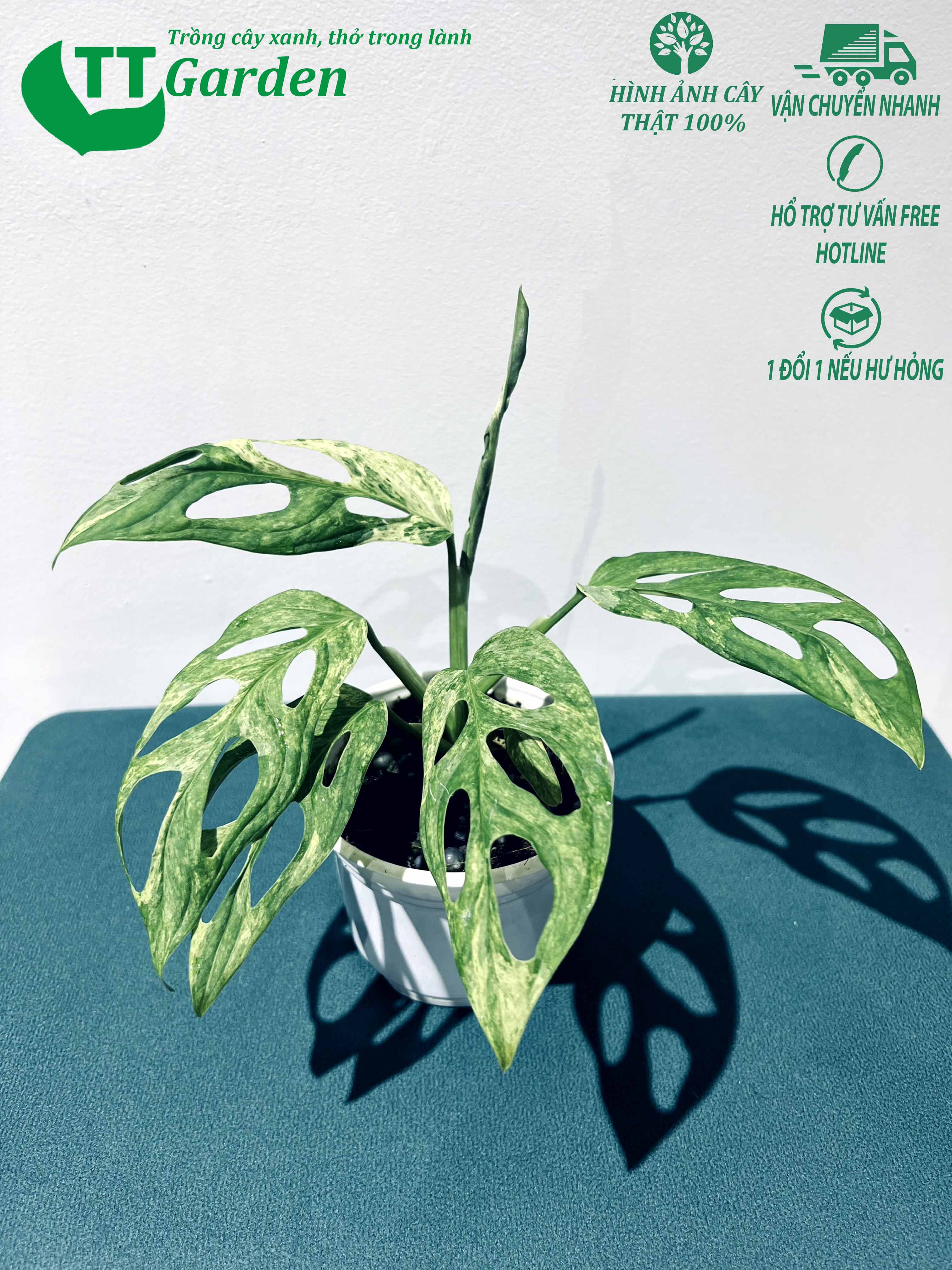 Trầu bà lỗ monstera adansonii mint var cây giống trồng trong nhà ngoài trời sân vườn decor trang trí
