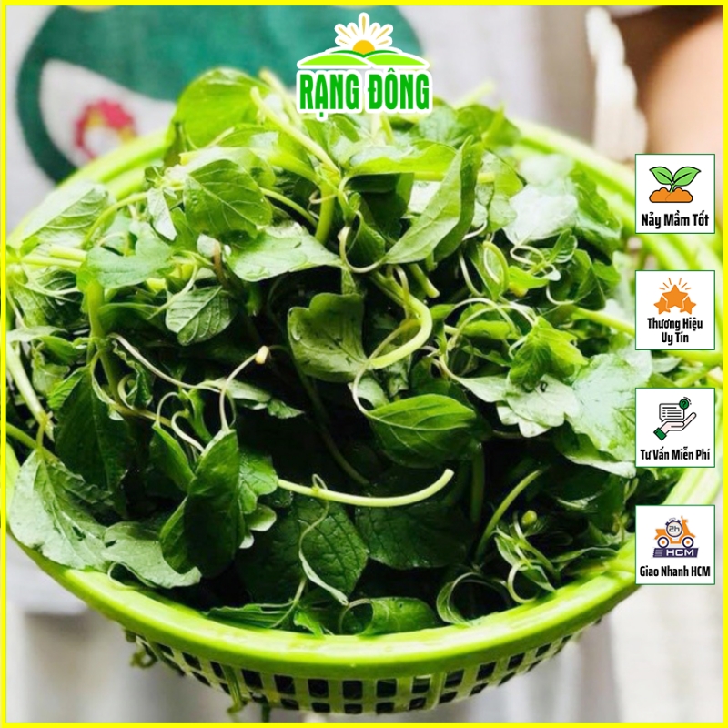 Hạt giống rau dền cơm dễ trồng, sinh trưởng tốt - hạt giống rạng đông