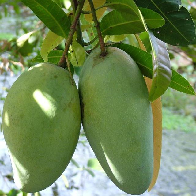 Cây giống xoài cát hòa lộc