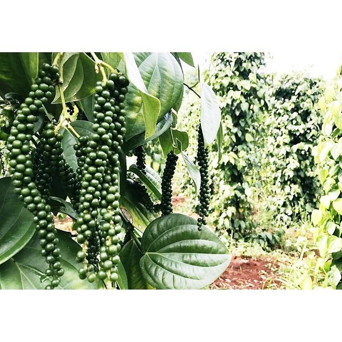C0mbo 10 cây tiêu giống chuẩn .