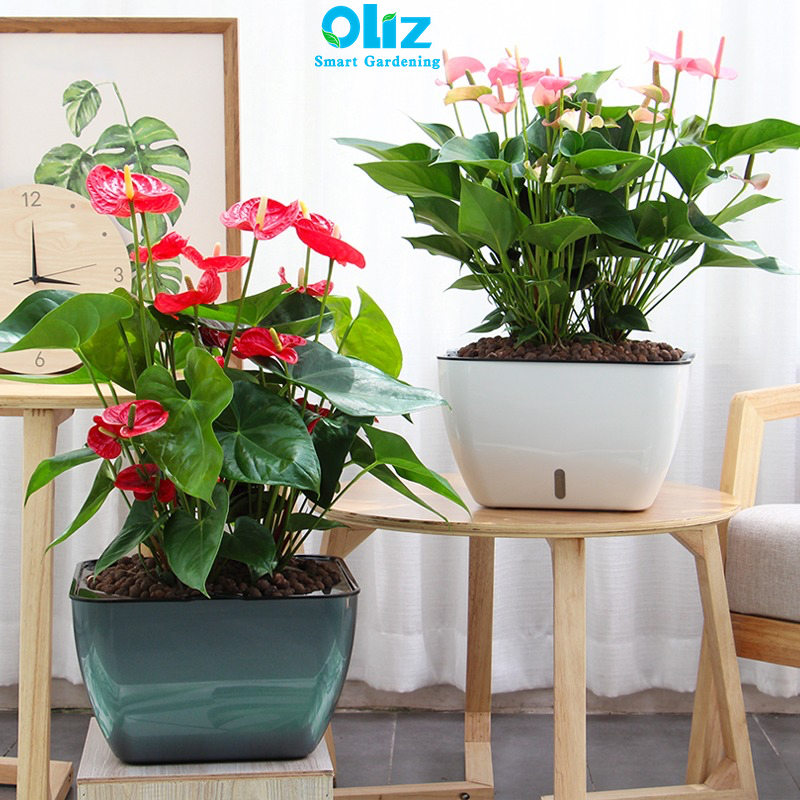 Chậu trồng cây Oliz G113-5. Chậu trồng cây thông minh tự tưới